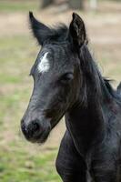 hoofd portret van een zwart paard. zwart veulen met wit punt. foto
