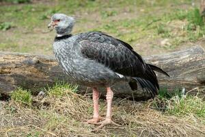 zuidelijk schreeuwer, chauna torquata. groot zuiden Amerikaans vogel foto