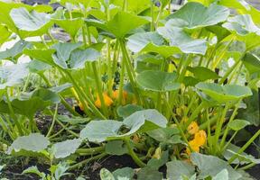 ronde groen courgette in de biologisch tuin fabriek foto