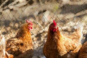 groep van geassorteerd kippen in de kip coop met ongericht achtergrond foto