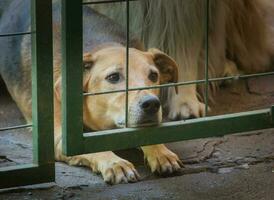 honden op slot omhoog slachtoffers van dier misbruik en misbruik foto