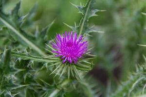 bloem van de wild melk distel dat groeit in de Argentijns bergen foto