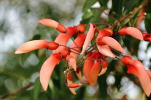 erythrina crista galli inheems naar zuiden Amerika nationaal bloem van Argentinië foto