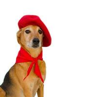 portret van bastaard- hond met baret en rood bandana. san fermin viering foto