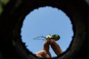 de hardwerkend hand- dat cultiveert de tuin gezien van de binnen van de aarde foto