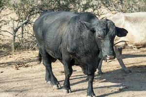 zwart stier brangus in de Argentijns platteland foto