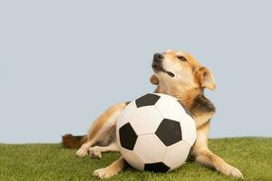 portret van een hond poseren met de voetbal bal foto