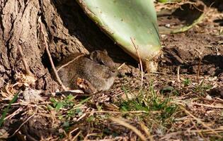 detailopname van een microcavia australisch inheems naar Argentinië en Chili foto