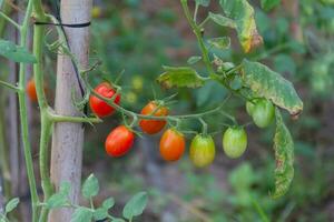 plantage van tomaten in de biologisch tuin foto