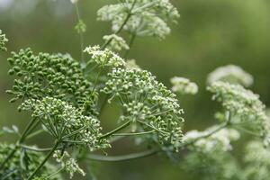 wit bloemen van wild vergiftigen hemlock foto