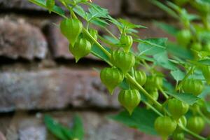 cardiospermum halicacabum aromatisch geneeskrachtig fabriek foto