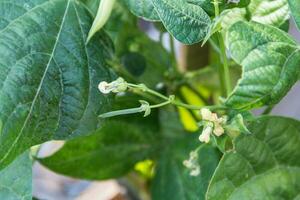 groen bonen in de biologisch tuin fabriek foto