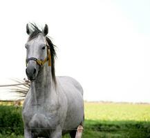 paarden in de Argentijns platteland foto