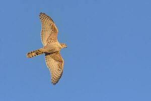 jong noordelijk havik - accipiter gentilis - in snel vlucht in blauw lucht met verlichte lichaam en Vleugels foto