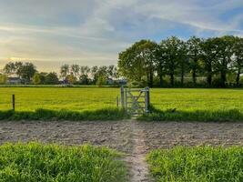 adembenemend verleiden van een gouden zonsondergang over- weelderig gras velden, een pittoreske tafereel dat roept op kalmte en natuurlijk schoonheid foto