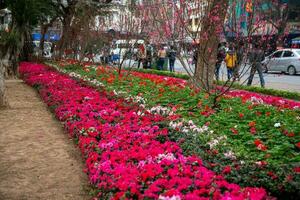 bloem bed in de stad foto