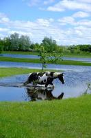 paarden drinken op het water plaats foto