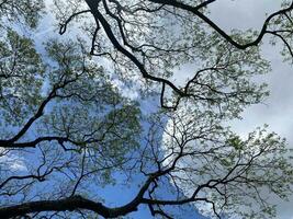 boom takken Aan blauw lucht foto