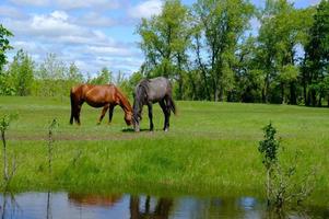 paard grazen op groen grasveld foto