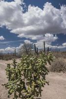 cactus en woestijn van baja california sur mexico foto