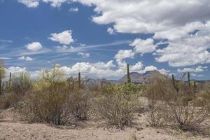 cactus en woestijn van baja california sur mexico foto