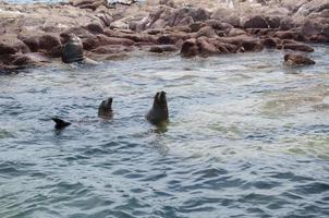 zeehonden in de archipel isla espiritu santo in la paz foto