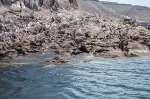 zeehonden op de eilandengroep isla espiritu santo in la paz, baja california foto