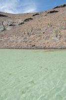 eilandengroep isla espiritu santo in la paz, baja california foto