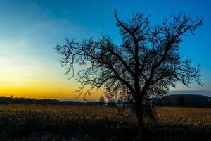 boom in tegenlicht bij zonsondergang foto