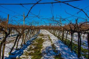 rijen wijnstokken in de sneeuw foto