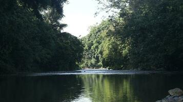 water stroom in zomer groen natuur foto