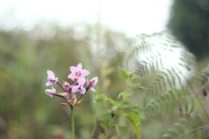 detail Aan een roze tropisch bloeiend orchidee fabriek. orchidaceae in bloeien. foto