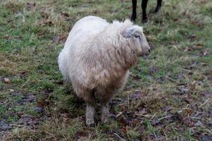witte schapen die er goed uitzien