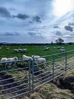 schapen in een veld achter een hek foto