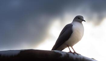 silhouet van vogel neerstrijken Aan kustlijn, aan het kijken natuurlijk schoonheid gegenereerd door ai foto