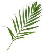 groen blad van hamedorea genadig Aan een wit achtergrond foto