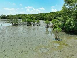 groen mangrove Woud en wad Bij de kust. mangrove ecosysteem. natuurlijk koolstof zinkt. mangroven vastleggen co2 van atmosfeer. blauw koolstof ecosystemen. mangroven absorberen koolstof dioxide uitstoot. foto