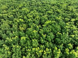 antenne top visie van groen Woud voor uitverkoop koolstof credit. dicht groen bomen vastleggen co2. groen bomen achtergrond voor koolstof neutraliteit en netto nul uitstoot concept. duurzame groen omgeving. foto