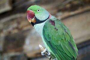 alexandrijn parkiet - groen papegaai met rood bek foto