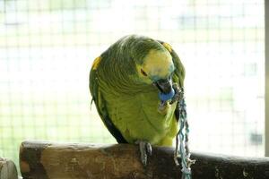 single groen en geel grasparkiet papegaai en onscherp achtergrond foto