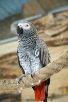 Afrikaanse grijs papegaai met rood staart neerstrijken Aan een touw foto