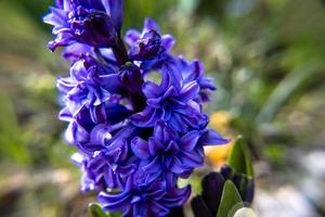 20210313 hyacinthus orientalis 1 foto