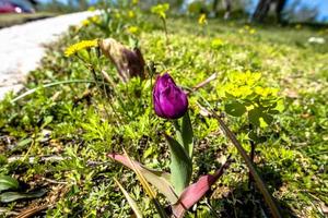 2021418 Castelgomberto tulipa gesneriana foto