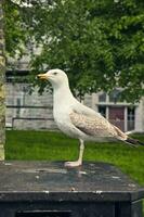 portret schot van mooi vogel zeemeeuw staand Aan de metaal bak in de stad foto