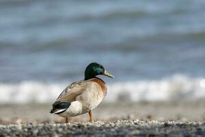 vol lichaam van mannetje wild wilde eend eend in zuidelijk nieuw Zeeland foto