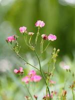 roze roze bloem bloeien in de tuin wazig van de natuur achtergrond, kopieer ruimte concept voor schrijven tekstontwerp op de voorgrond achtergrond voor banner, kaart, behang, webpagina, wenskaart Valentijnsdag foto