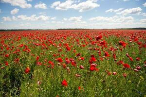 veld- met rood papaver bloemen tegen een blauw lucht foto