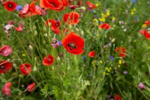 een veld- met rood papaver bloemen. helder rood papaver bloemen foto