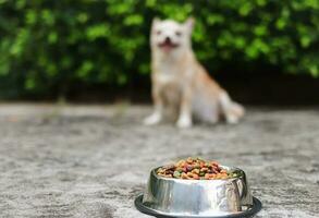 hond voedsel kom Aan cement verdieping met chihuahua hond zittend in de tuin achtergrond. selectief focus Aan hond voedsel. foto