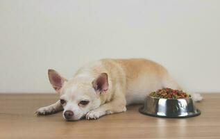 bruin chihuahua hond aan het liegen naar beneden door de kom van hond voedsel en negeren het. verdrietig of ziek chihuahua hond krijgen verveeld van voedsel. huisdier Gezondheid en huisdier gedrag. foto